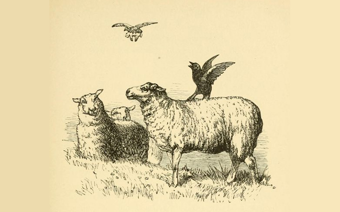 Fábulas de Esopo Ilustradas - A Águia e a Gralha Fábulas de Esopo Ilustradas - A Águia e a Gralha