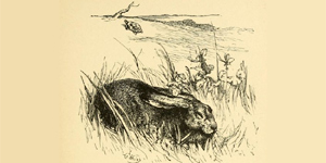 A Lebre e a Tartaruga