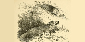 A Raposa e o Porco Espinho