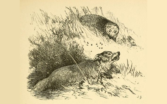 Fábulas de Esopo Ilustradas - A Raposa e o Porco Espinho