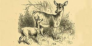 O Filhote de Cervo e sua Mãe