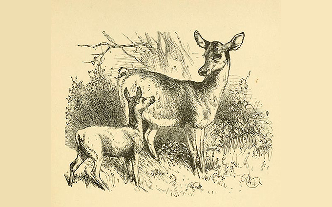 Fábulas de Esopo Ilustradas - O Filhote de Cervo e sua Mãe Fábulas de Esopo Ilustradas - O Filhote de Cervo e sua Mãe