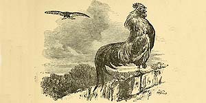 O Galo de briga e a Águia