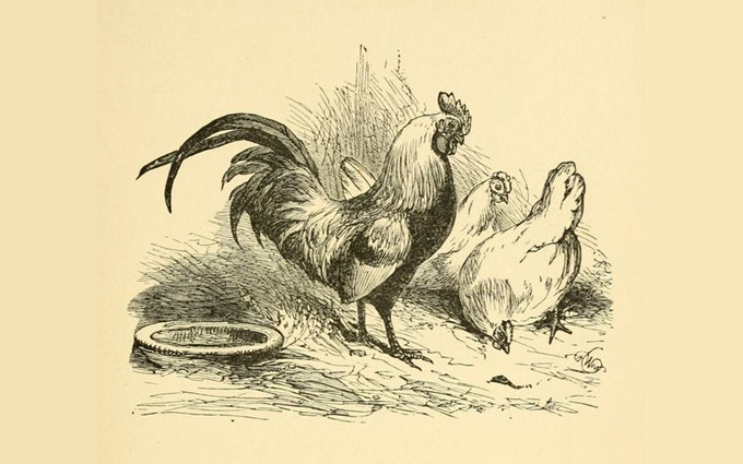 Fábulas de Esopo Ilustradas - O Galo e a Pedra Preciosa Fábulas de Esopo Ilustradas - O Galo e a Pedra Preciosa