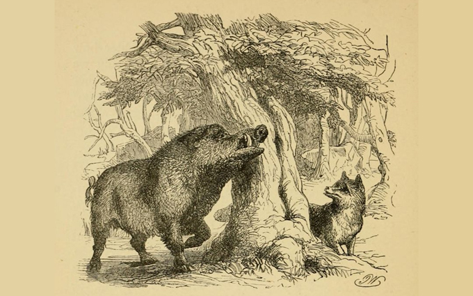 Fábulas de Esopo Ilustradas - O Javali e a Raposa Fábulas de Esopo Ilustradas - O Javali e a Raposa