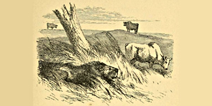 O Leão e os Três Touros