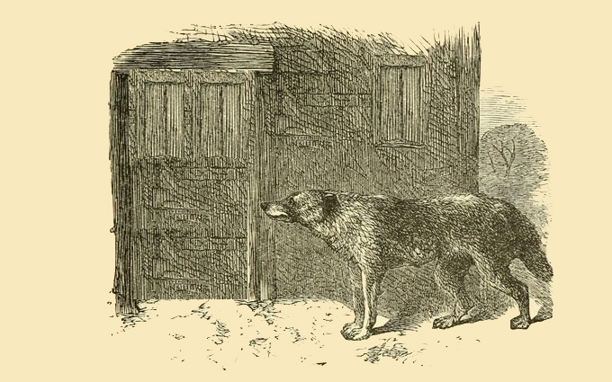 Fábulas de Esopo Ilustradas - O Lobo, o Cabrito e a Cabra Fábulas de Esopo Ilustradas - O Lobo, o Cabrito e a Cabra