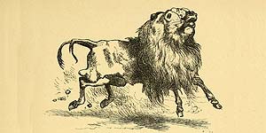 O Asno em Pele de Leão