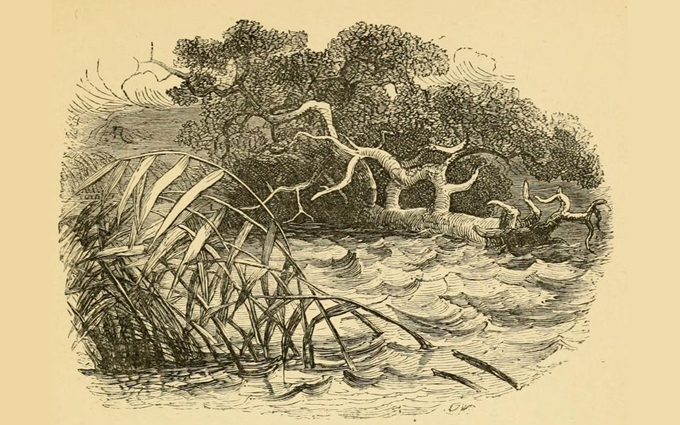 Fábulas de Esopo Ilustradas - O Carvalho e os Juncos Fábulas de Esopo Ilustradas - O Carvalho e os Juncos