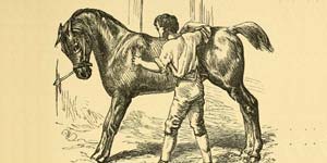 O Cavalo e o seu Tratador