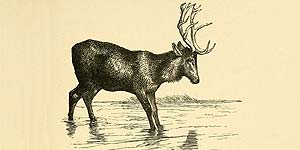 O Cervo e o seu Reflexo