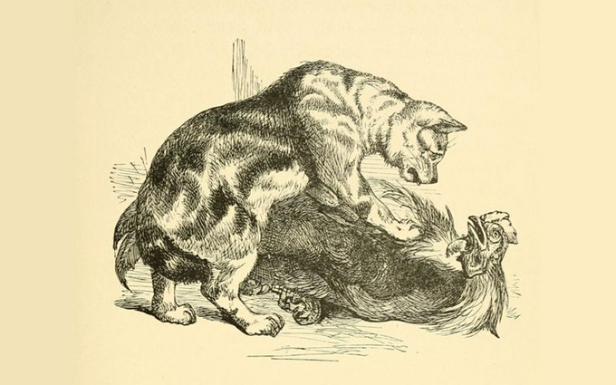 Fábulas de Esopo Ilustradas O Gato e o Galo Site de Dicas