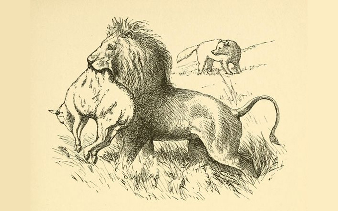 Fábulas de Esopo Ilustradas - O Leão e o Lobo Fábulas de Esopo Ilustradas - O Leão e o Lobo