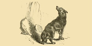 O Lobo e a sua Sombra