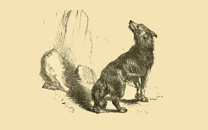 Fábulas de Esopo Ilustradas - O Lobo e sua Sombra Fábulas de Esopo Ilustradas - O Lobo e sua Sombra