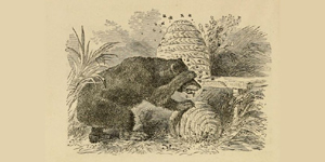 O Urso e as Abelhas