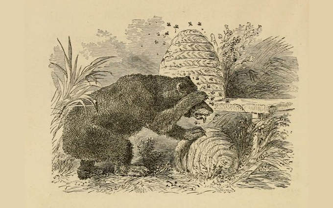 Fábulas de Esopo Ilustradas - O Urso e as Abelhas Fábulas de Esopo Ilustradas - O Urso e as Abelhas